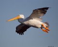 _5SB5104 american white pelican
